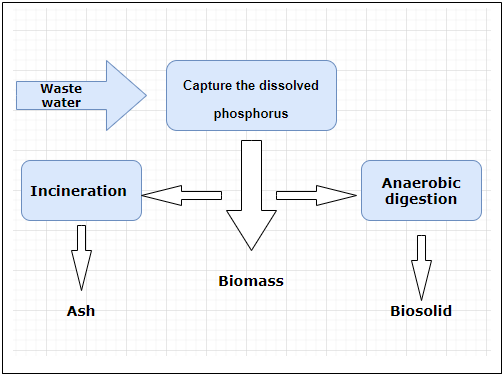 At Which Step In The Below Diagram, Phosphorus Is Released?...